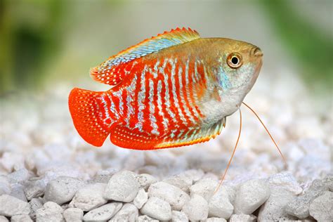 liveaquaria|Freshwater Fish: Freshwater Tropical Fish Species for.